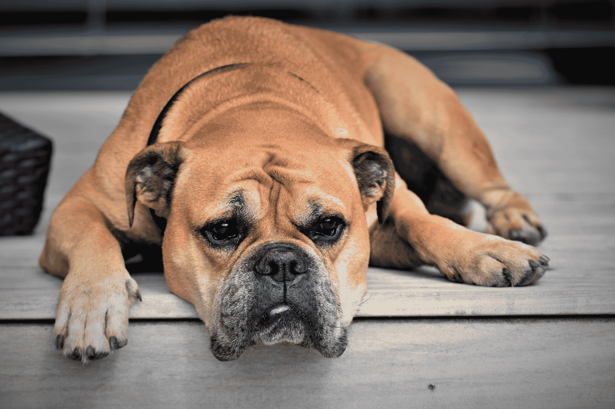 Hund-gratis-Hotel-Ottenstein