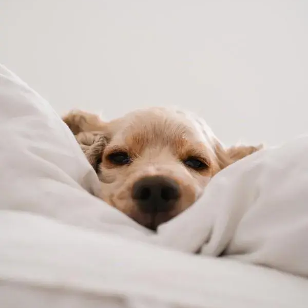 Hunde gratis
